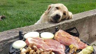 the best cute and funny animali Videos