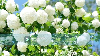 flower 6