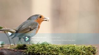 bird is importent
