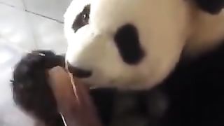 Panda Eating Bamboo