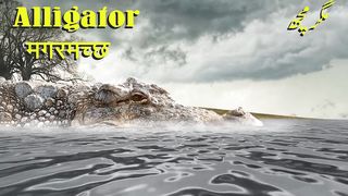 alligator sound and name in hindi and urdu