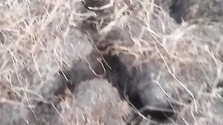 Animal lovers
