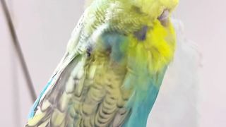 My Competition Grade English Budgie Baby Girl