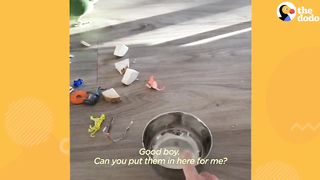 Sweet Little Parrot Gets A Baby Sister Who’s The Total Opposite _ The Dodo