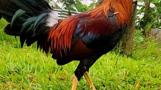 Roundhead Rooster