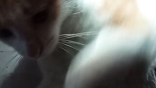 Disturbance of Oyen's sleeping cat