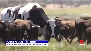 Animal life high Cow