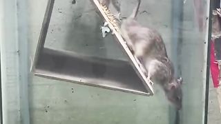 Easi mouse trap/jebakan tikus