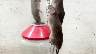 Mouse trap - jebakan tikus simple