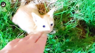 Captivating Moments with the Cutest Baby Cat - Heartwarming and Adorable Kitten Videos