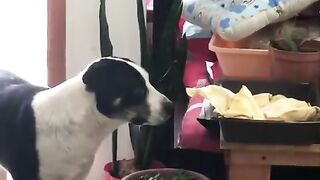 The delight this dog felt when it knew it got away with it ????????KindnessIsCool