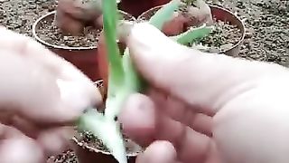 سبحان اللہ