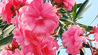 Beautiful Flowers in World | Stunning Flowers | Bright Flowers | Nature Beautiful Flowers Scenery