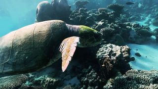 "Exploration des Profondeurs : La Vie Sous-Marine"