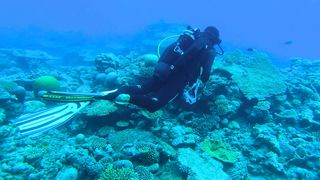 "Aventure Sous-Marine : À la Découverte de la Faune et de la Flore"