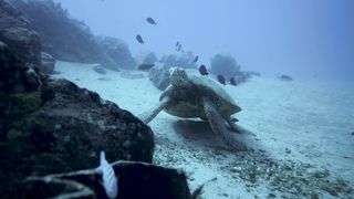"Voyage au Cœur de l'Écosystème Sous-Marin"