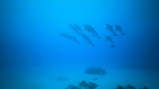 "L'Océan en 4K : Une Expérience Visuelle Sous-Marine"