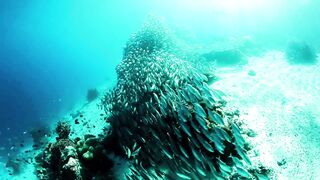 "Les Secrets Profonds de l'Océan Révélés"