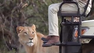 African Safari