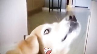 Happy Dog 2