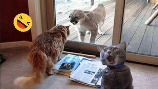 New Funny Animals Video