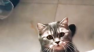 #Cat #mushuk #funny