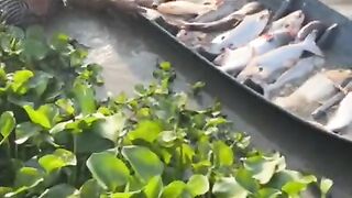 Fishing 29
