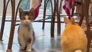 Котенок думает,что тоже кролик