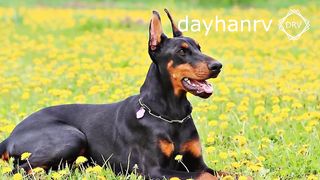 DOGS BARKING to Make your Dog Bark | 11 Dog Breeds Barking Sound Effects HD
