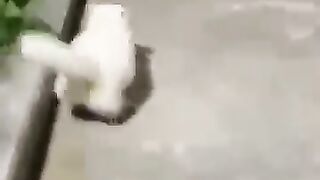 Funny animals cats ????????????