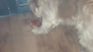pizza lover