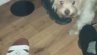 cray dog