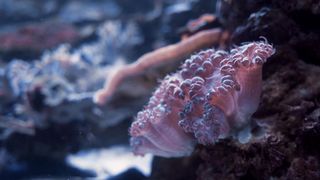 "Énigmes des Profondeurs : À la Rencontre des Mystères Sous-Marins"