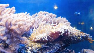 "Océan Infini : À la Découverte de la Faune et de la Flore Sous-Marines"