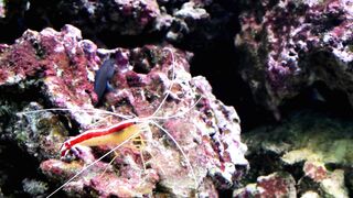 "Les Trésors Cachés de l'Océan : Une Aventure Sous-Marine Époustouflante"