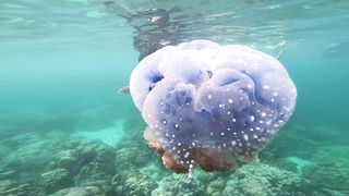 "L'Écosystème Subaquatique : Un Monde Fascinant à Découvrir"