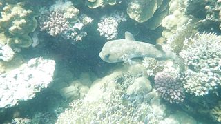 "Voyage Aquatique : Plongée dans les Mystères de l'Océan"