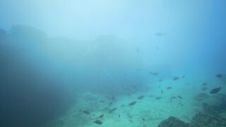 "Océan Vivant : Une Exploration Fascinante des Mondes Sous-Marins"