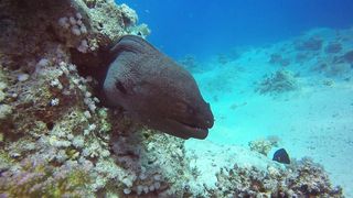 "Abysses en Couleurs : Plongée dans la Beauté Sous-Marine"