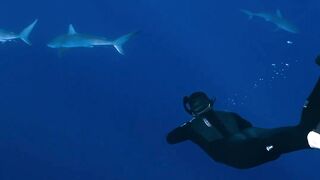 "L'Éden Subaquatique : À la Rencontre de la Vie Marine Extraordinaire"