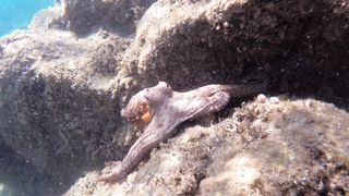 "La vie secrète des pieuvres : Mystères des profondeurs marines"