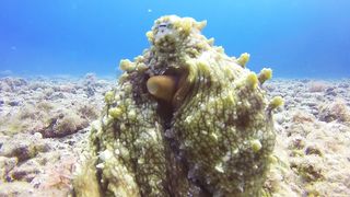 "Les pieuvres : Les maîtres de la métamorphose sous-marine"