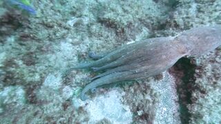 "Camouflage incroyable : Comment les pieuvres se cachent-elles si bien ?"
