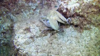 "Les Incroyables Pouvoirs de la Pieuvre : Camouflage et Intelligence"