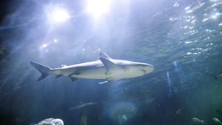 "Chasseurs des Profondeurs : Le Monde Mystérieux des Requins"