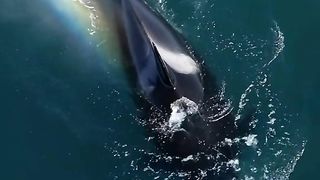 Today on our expedition we encountered 5  killer whales, we could see that they were eating gra