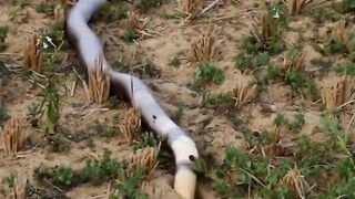 Snake ???? fight with small Animal ????️