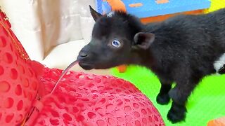 Nastya and all the animals in her house 2