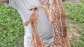 Man is Bottle feeding baby Deer fawns