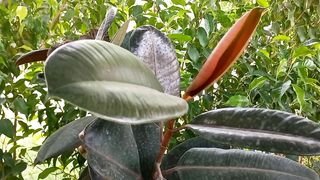Ultra Hd Video | Nature View | Relaxing Mind | 4K Natural View | Febspot Video